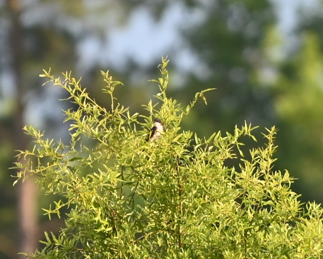 Eastern Kingbird - ML637386348