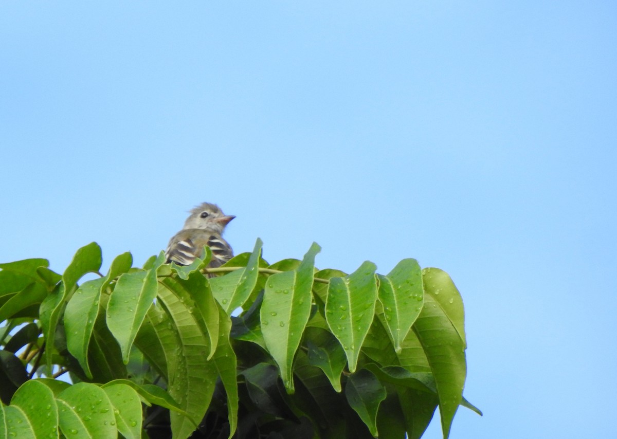 Yellow-bellied Elaenia - ML637386349