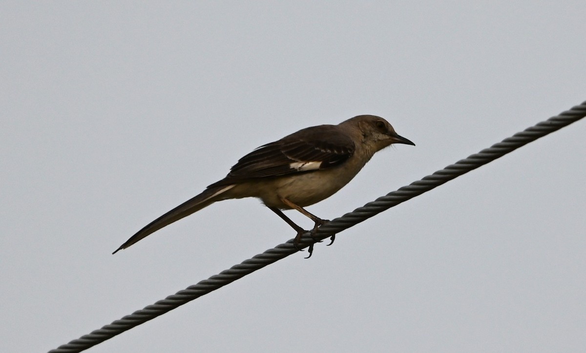 Northern Mockingbird - ML637386351
