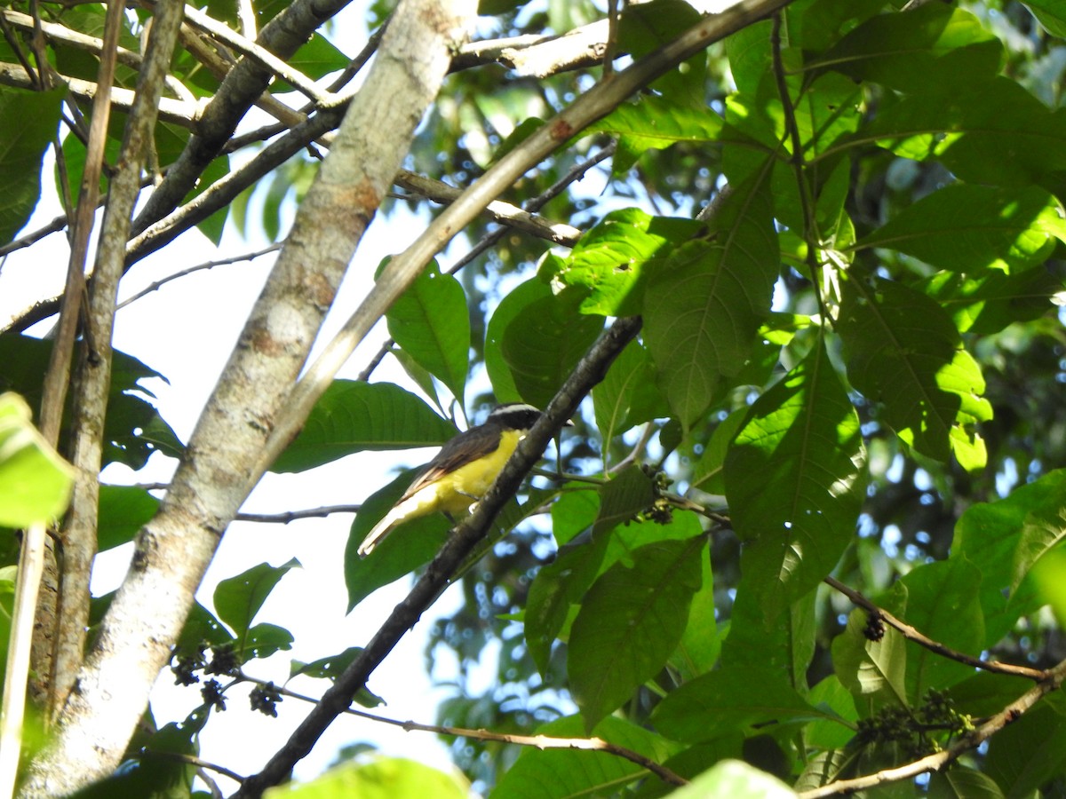Boat-billed Flycatcher - ML637386358