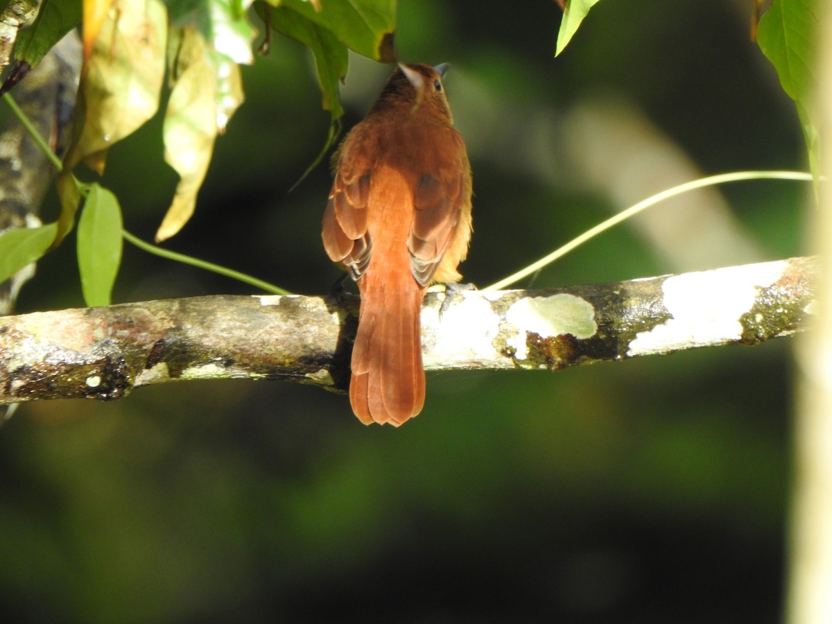 White-lined Tanager - ML637386367