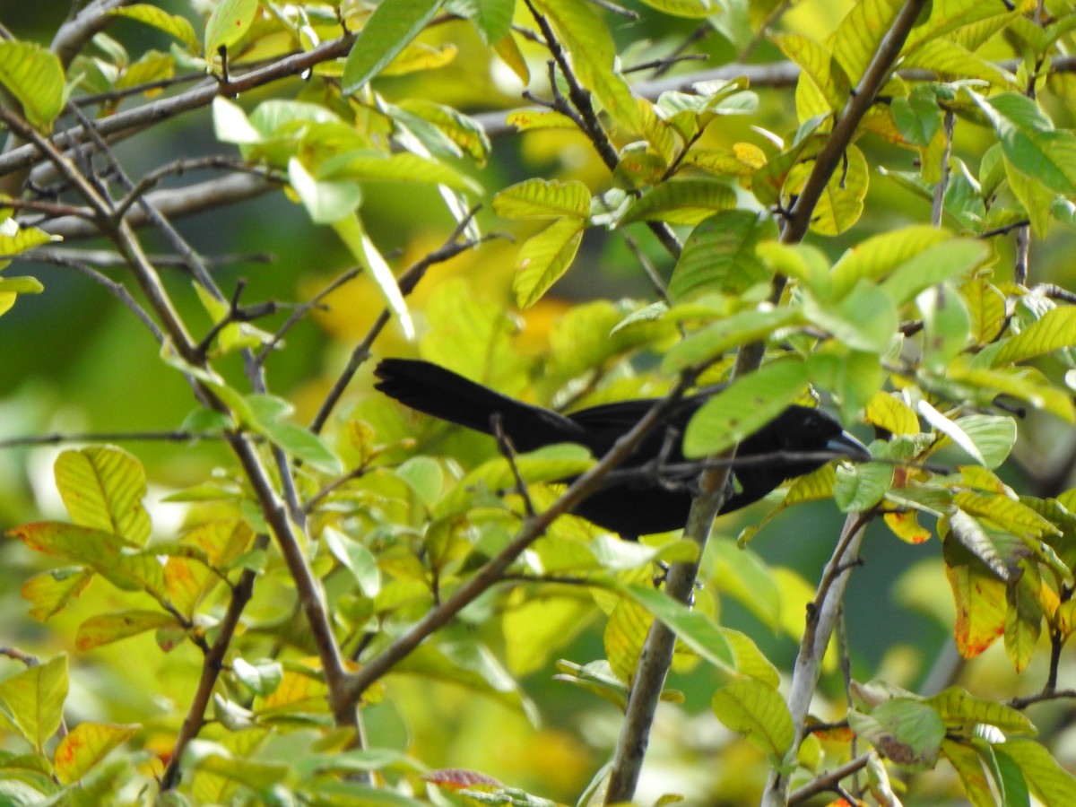 White-lined Tanager - ML637386368