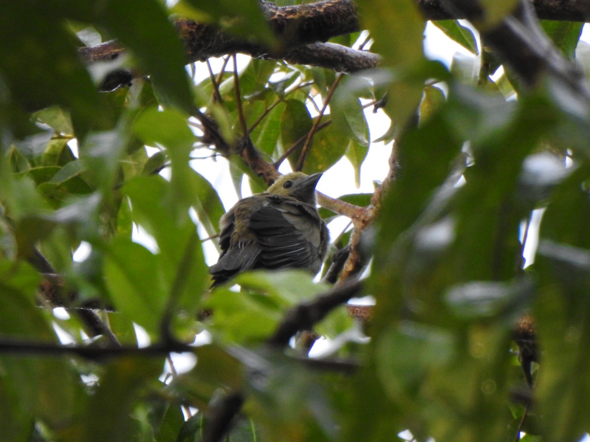 Palm Tanager - ML637386373