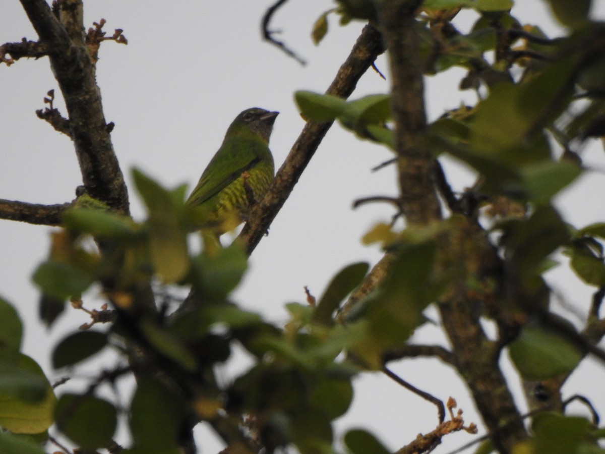 Swallow Tanager - ML637386377