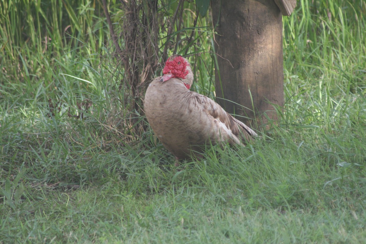 Muscovy Duck (Domestic type) - ML637386418