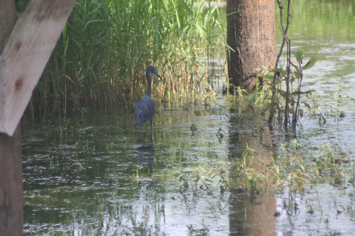 Little Blue Heron - ML637386424
