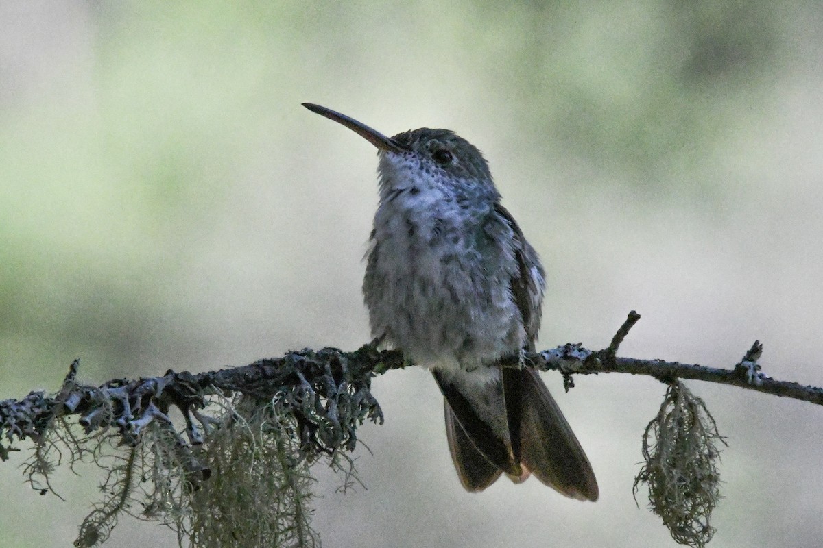 Green-and-white Hummingbird - ML637386579