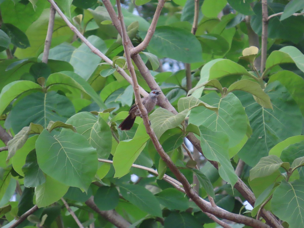 Brown Babbler - ML637386692