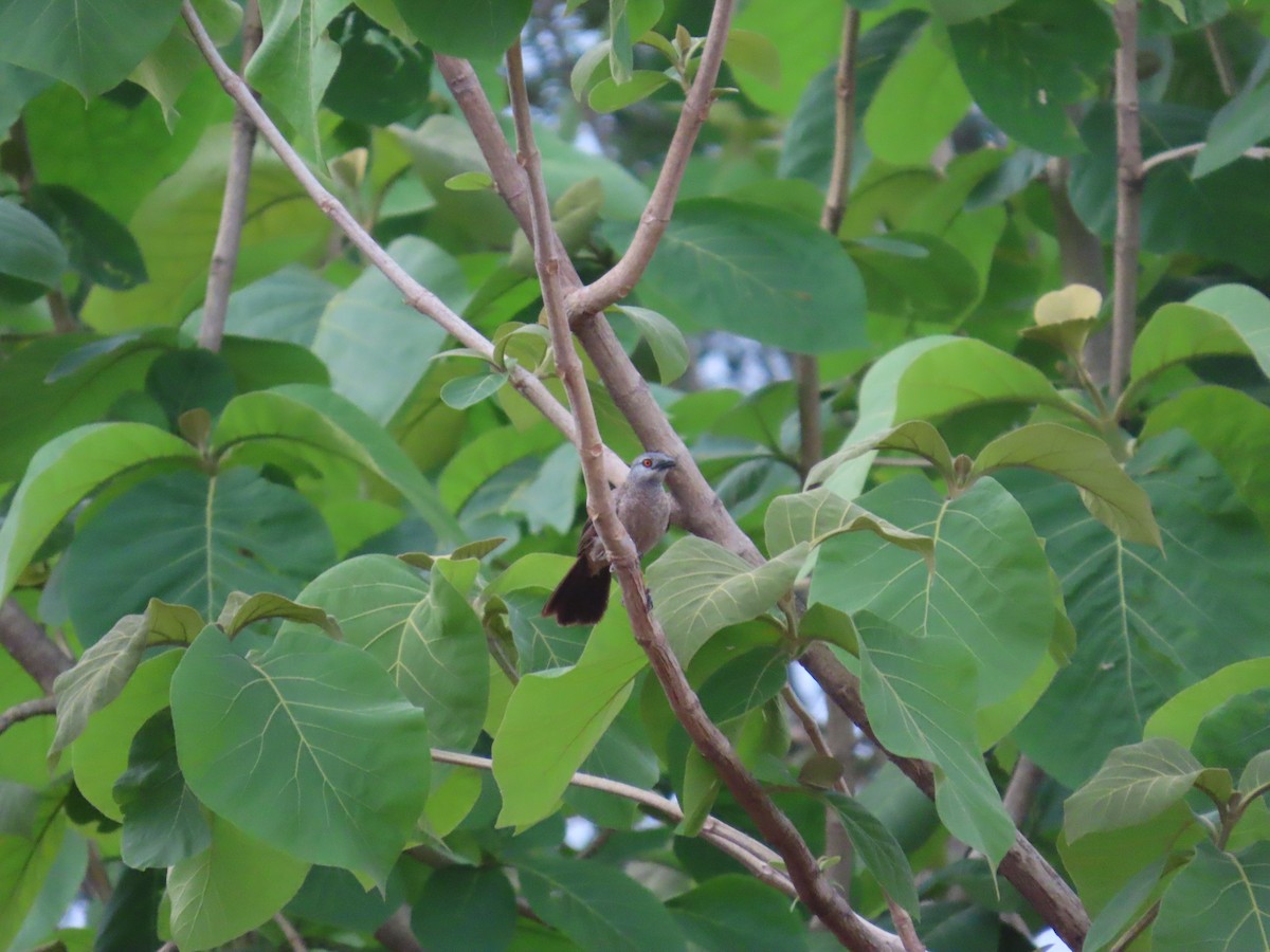 Brown Babbler - ML637386693