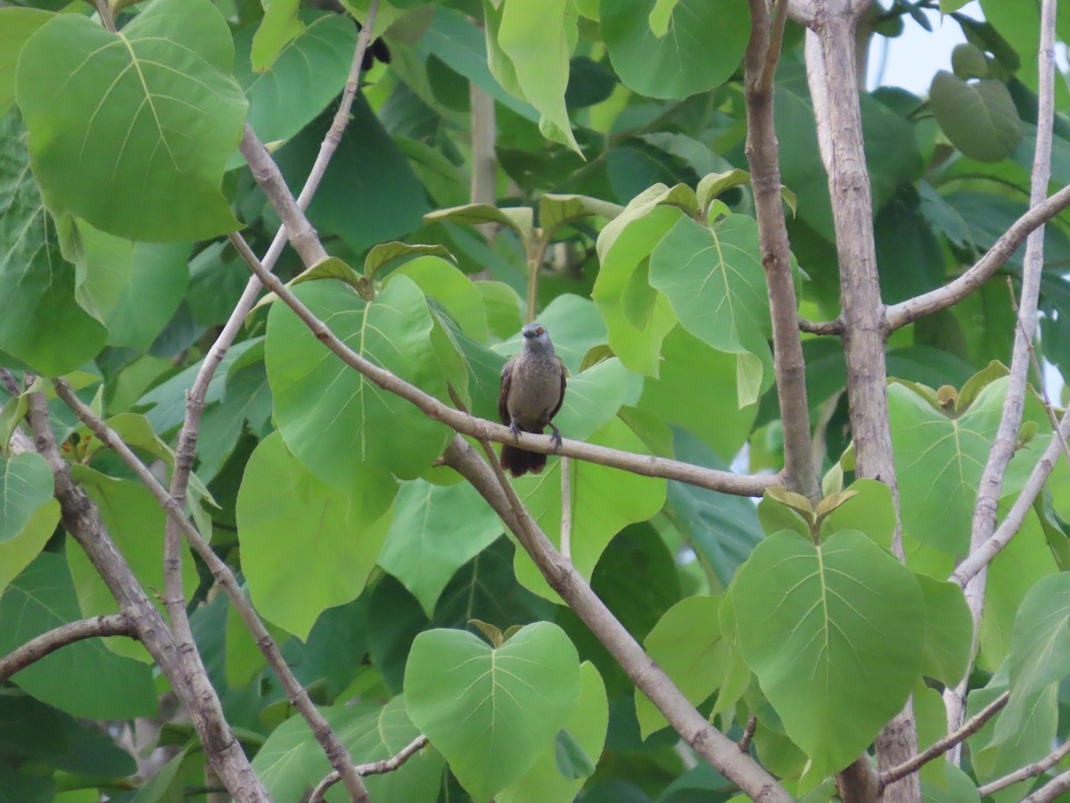 Brown Babbler - ML637386694
