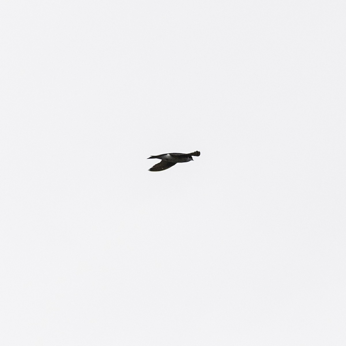 Tree Swallow - ML637386720