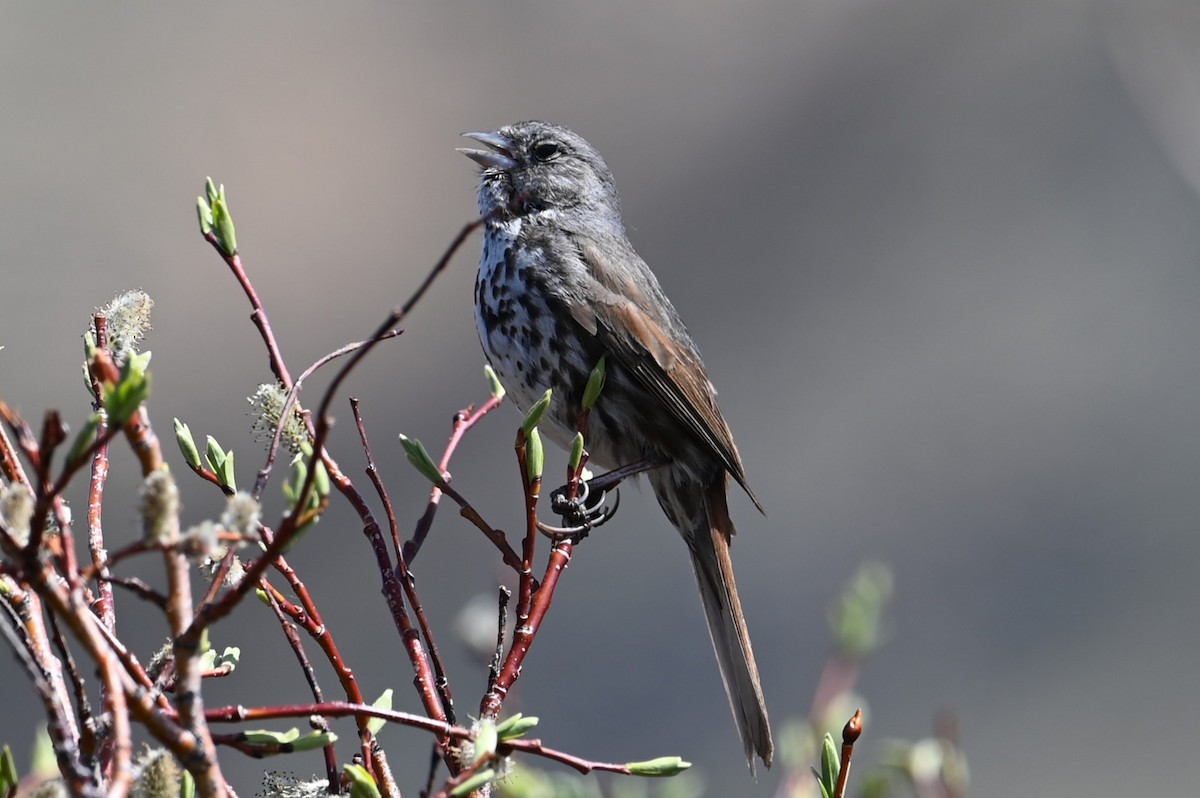 Fox Sparrow - ML637386725