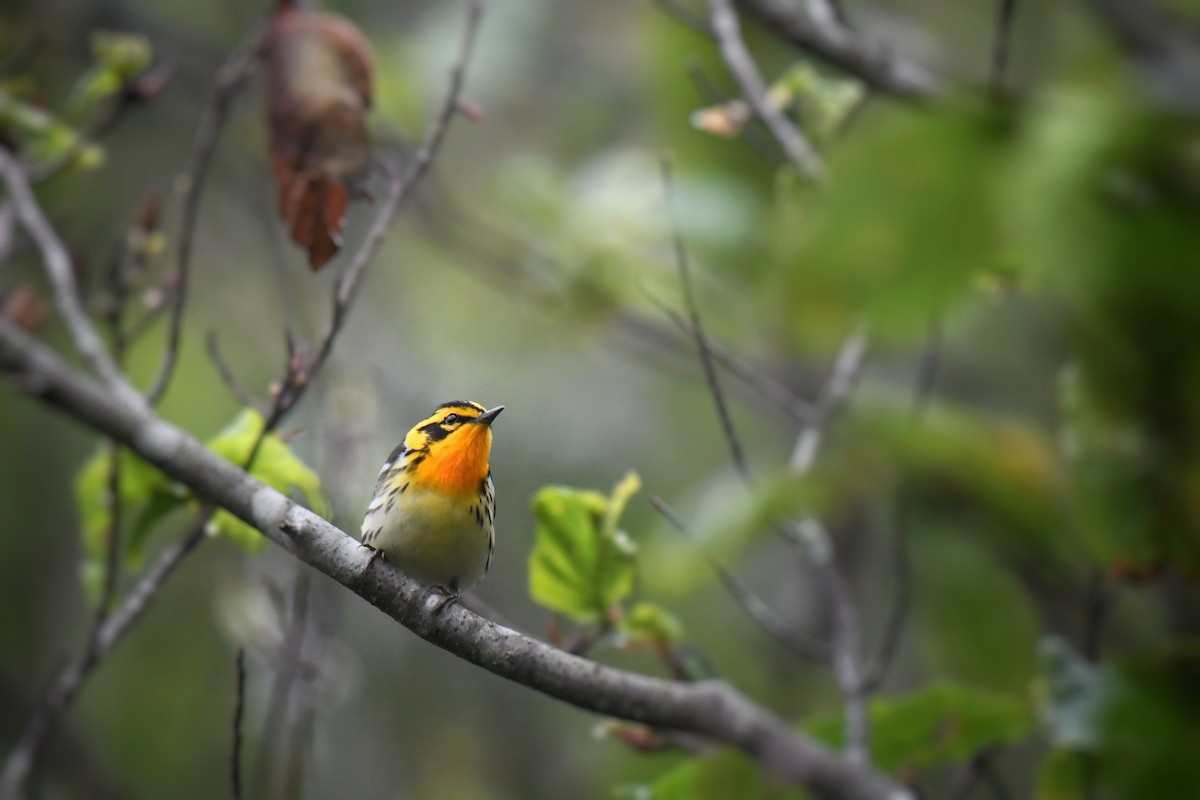 Blackburnian Warbler - ML637386749
