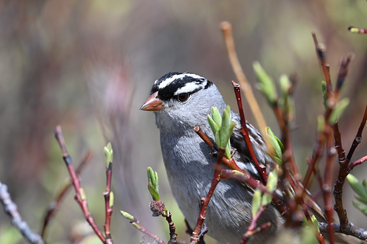 White-crowned Sparrow - ML637386752