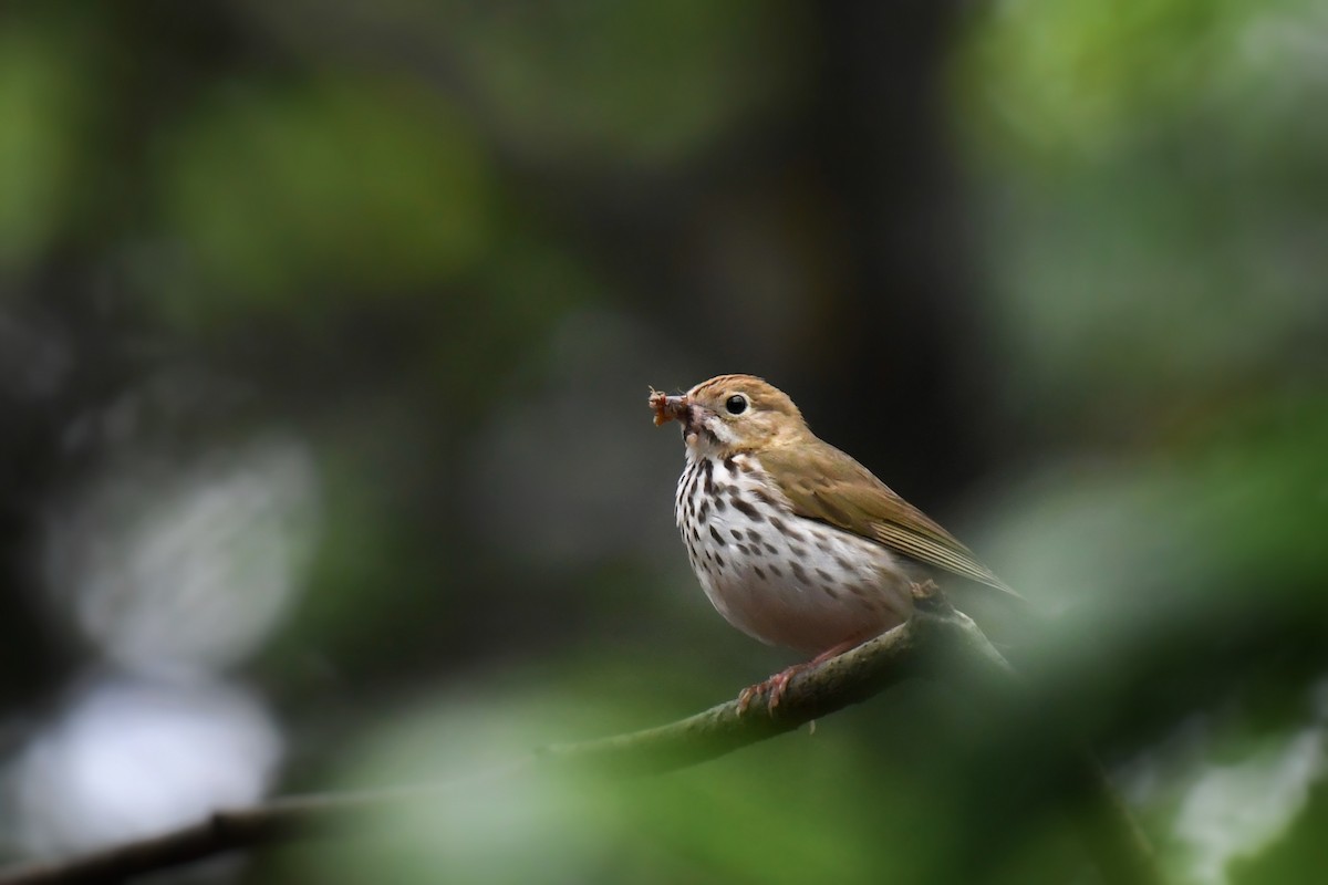 Ovenbird - ML637386756