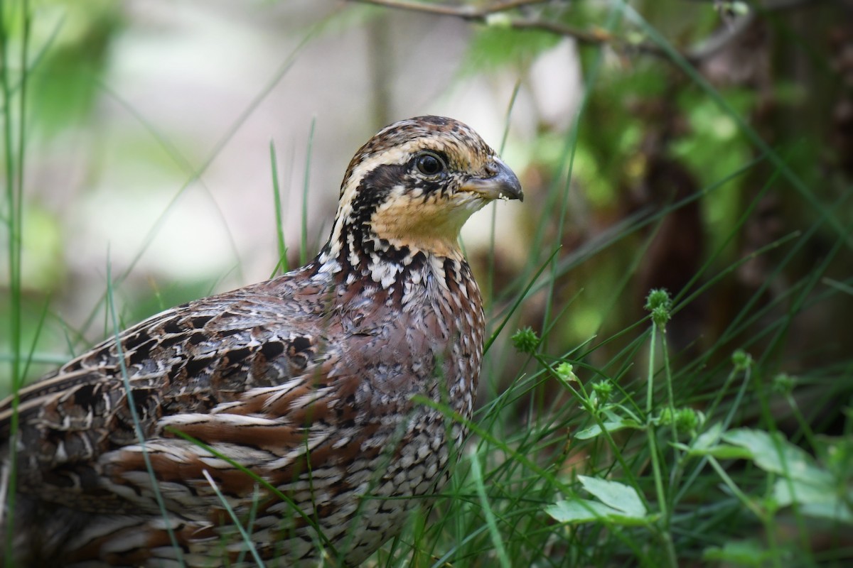 Northern Bobwhite - ML637386769