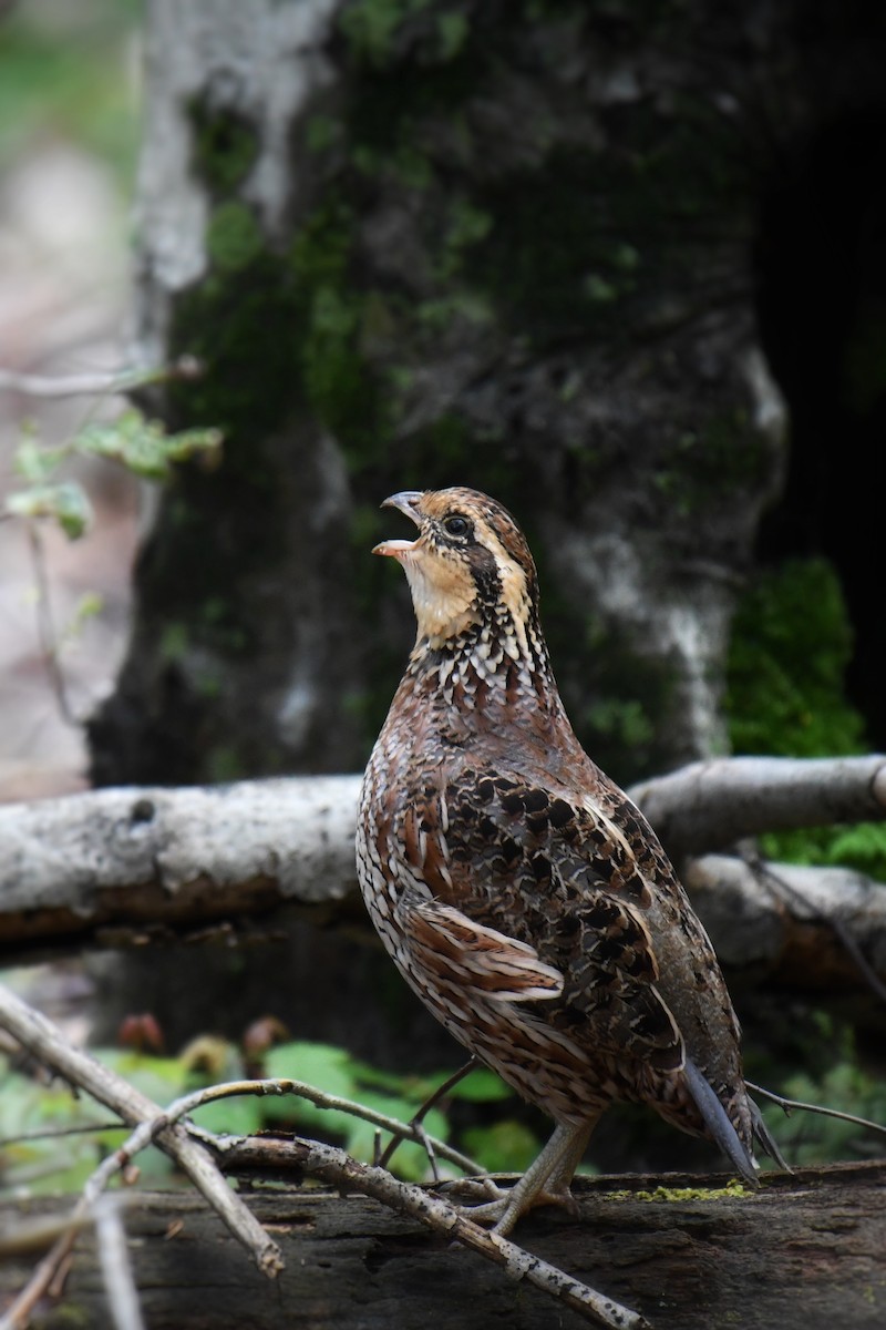 Northern Bobwhite - ML637386770