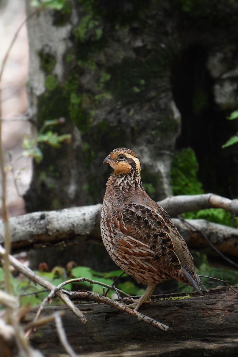 Northern Bobwhite - ML637386771