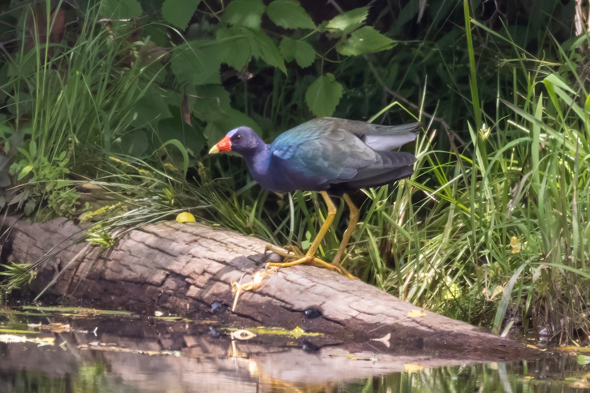 Purple Gallinule - ML637386792