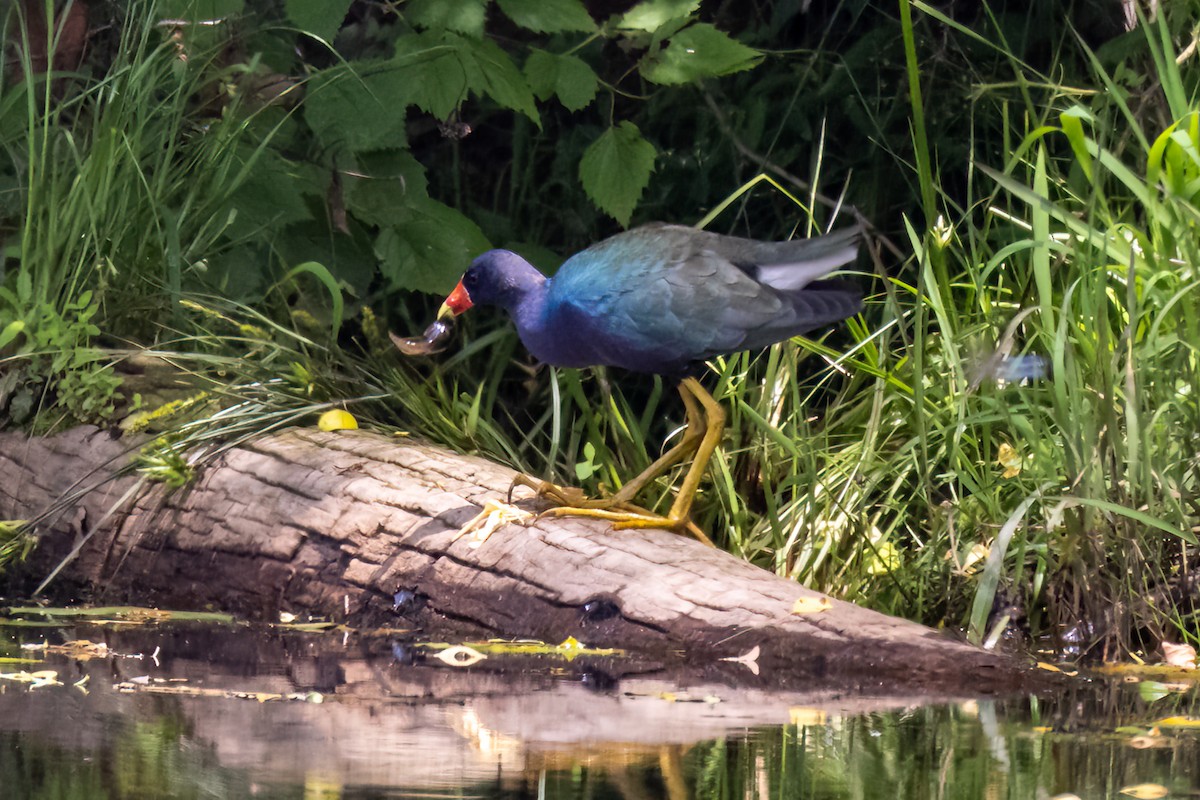 Purple Gallinule - ML637386793