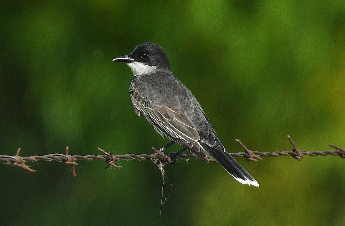 Eastern Kingbird - ML637386805