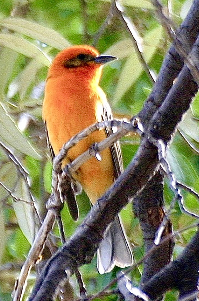Flame-colored Tanager - ML637386834
