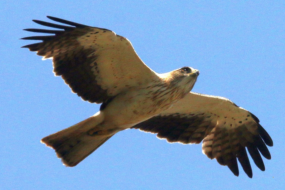 Booted Eagle - ML637386993