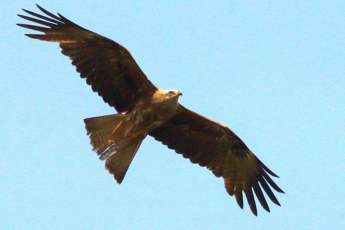 Black Kite - ML637387013