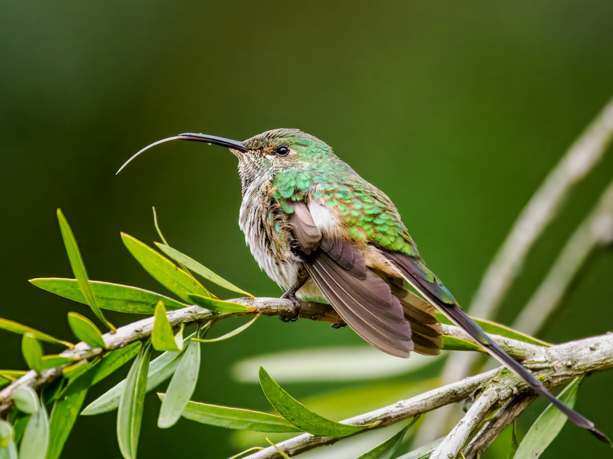 Black-tailed Trainbearer - ML637387039