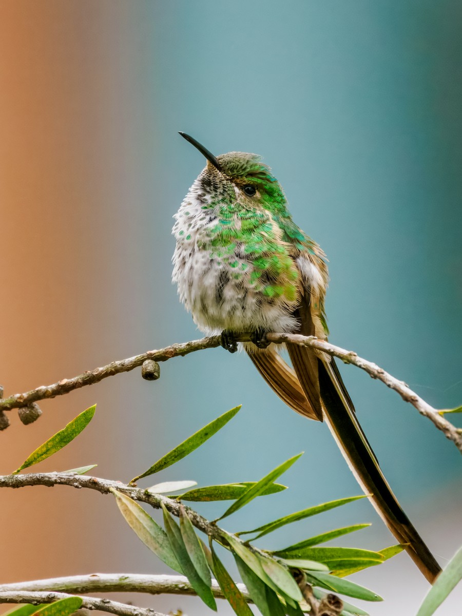 Black-tailed Trainbearer - ML637387040