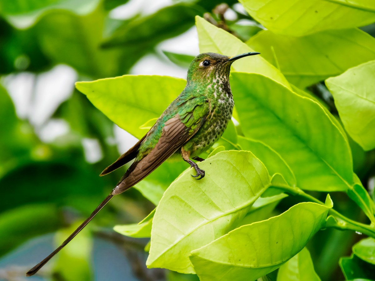Black-tailed Trainbearer - ML637387042