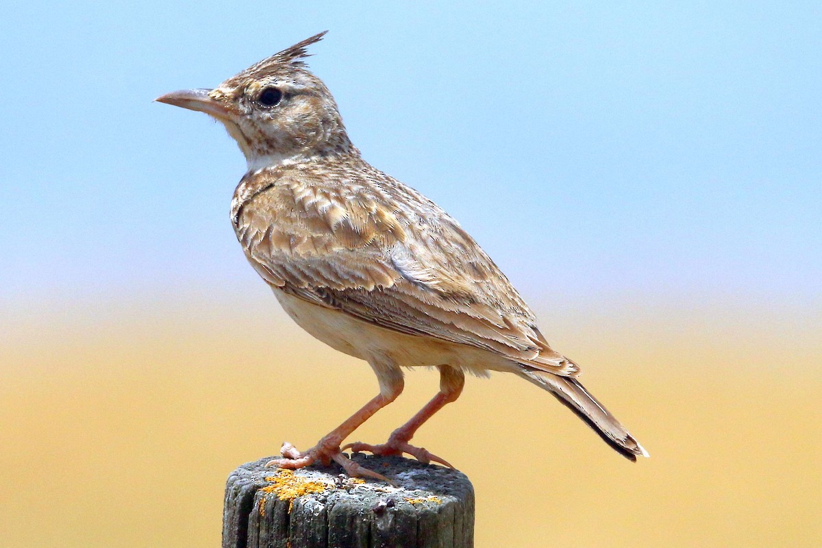 Crested Lark - ML637387110
