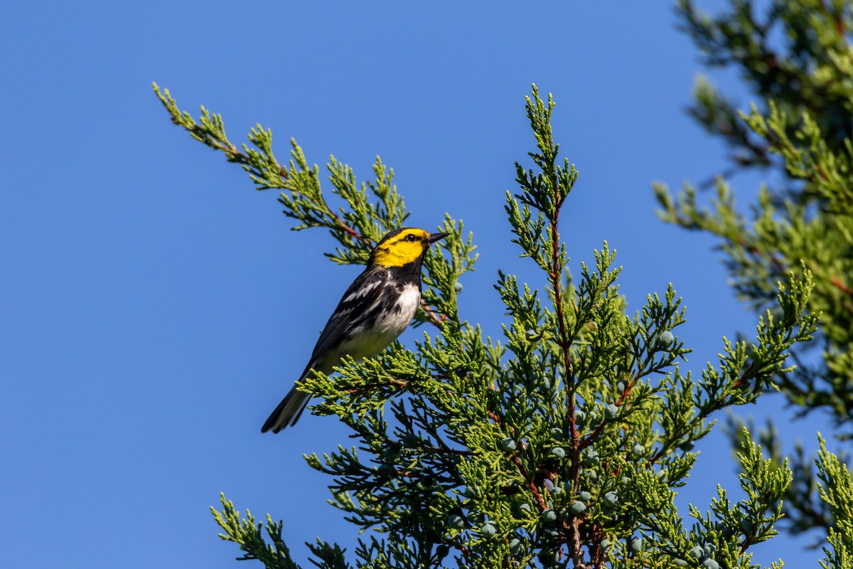 Golden-cheeked Warbler - ML637387114