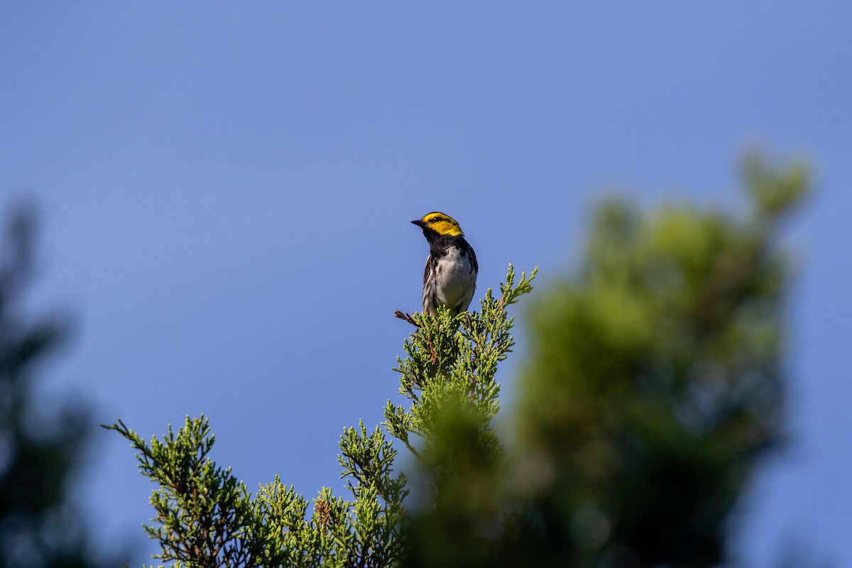 Golden-cheeked Warbler - ML637387115