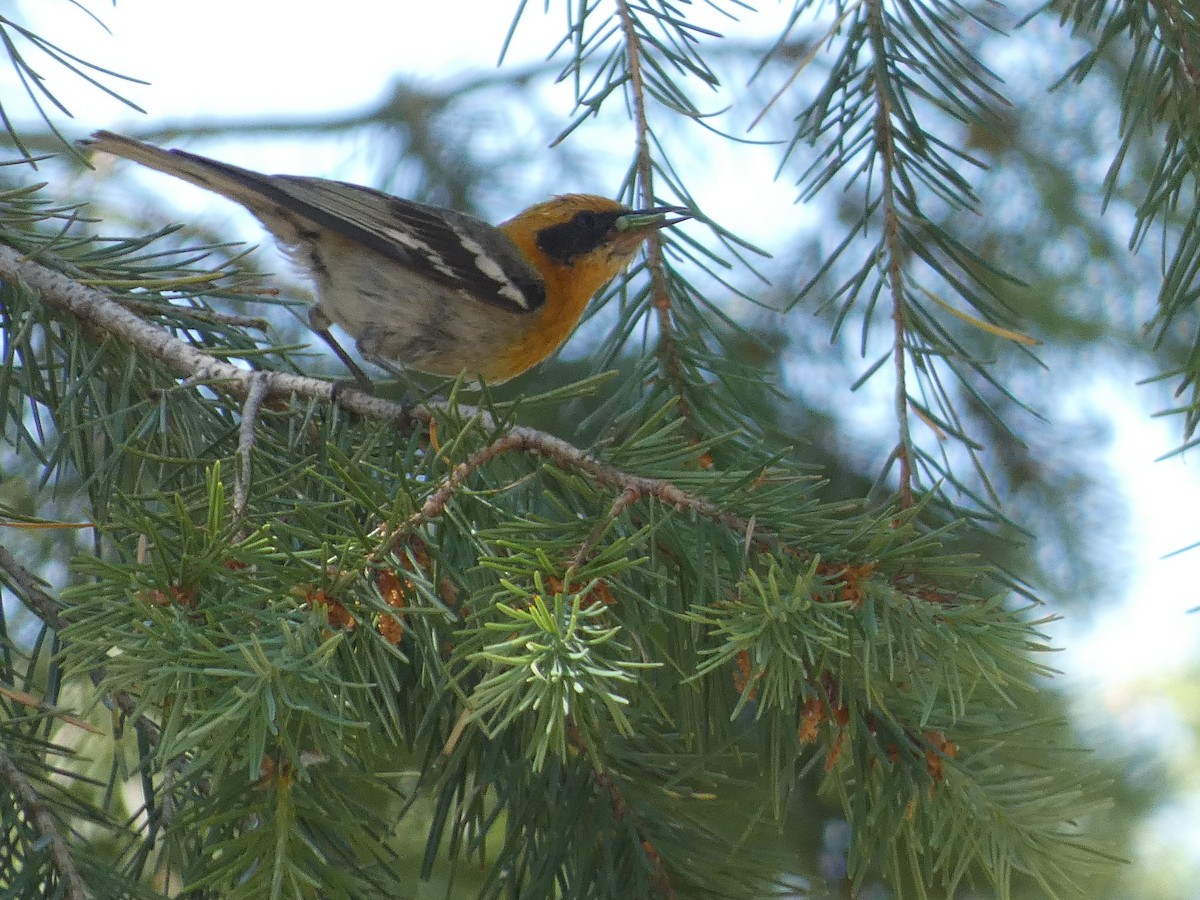 Olive Warbler - ML637387121