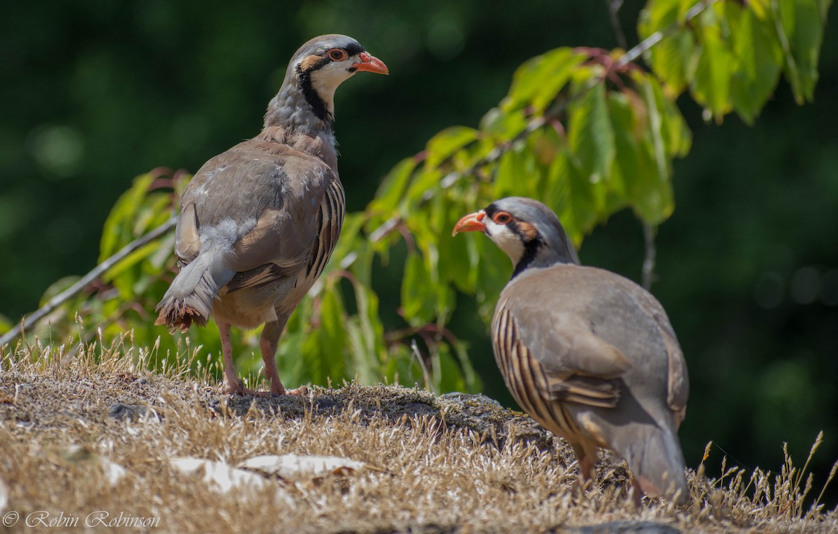 Chukar - ML637387152
