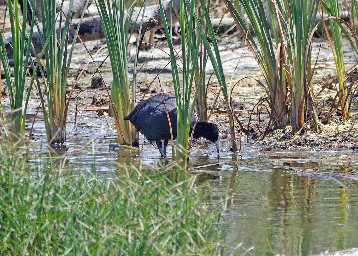 Slate-colored Coot - ML637387303