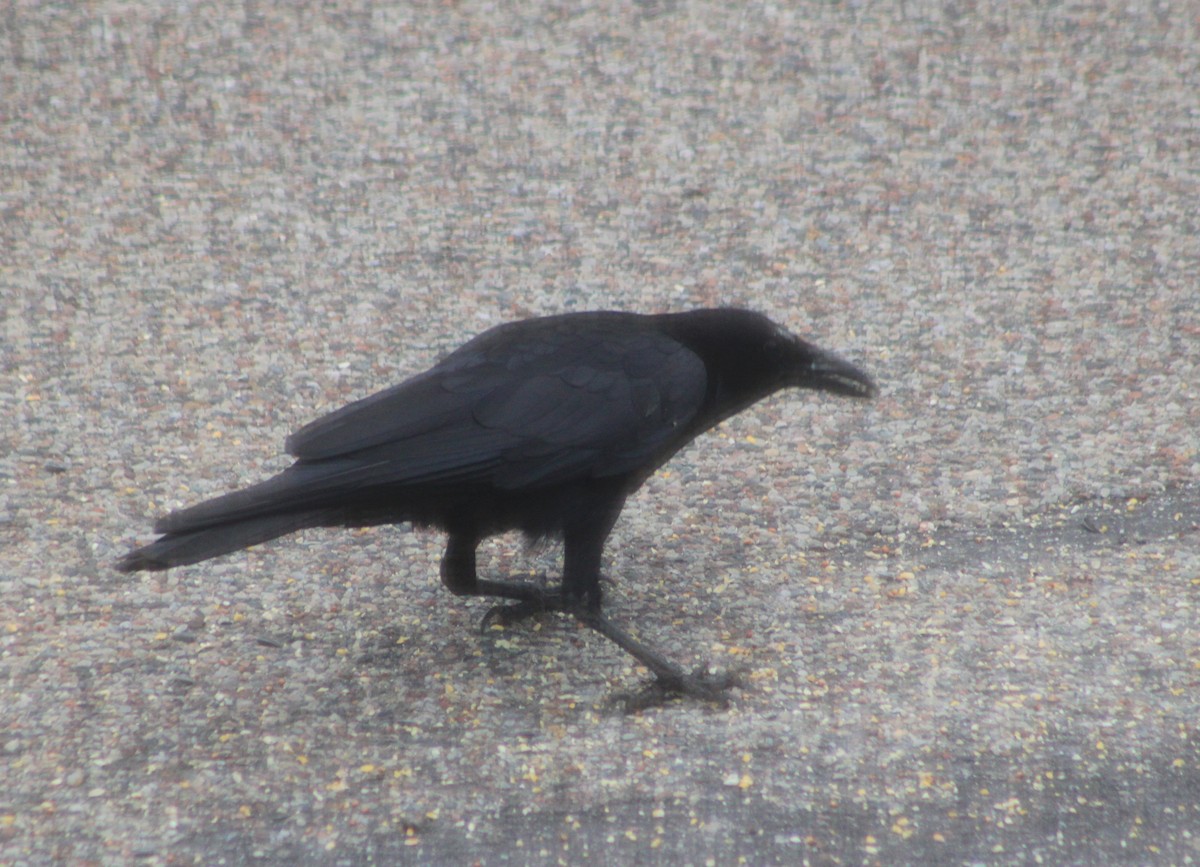 American Crow - ML637387490