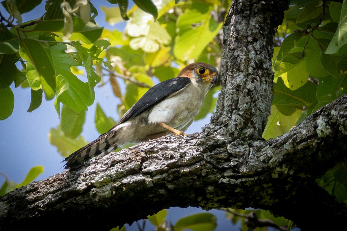 White-rumped Falcon - ML637387612