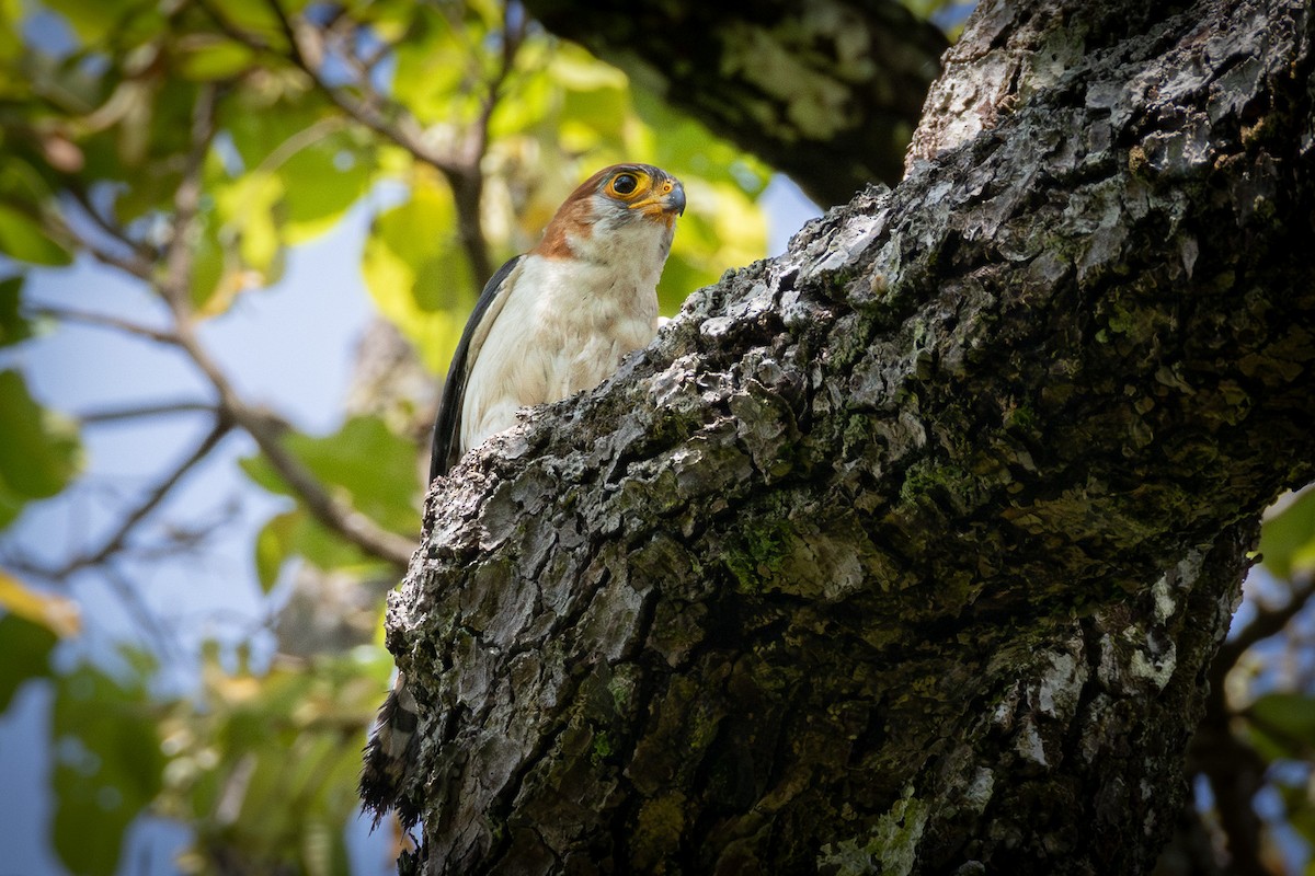 White-rumped Falcon - ML637387614