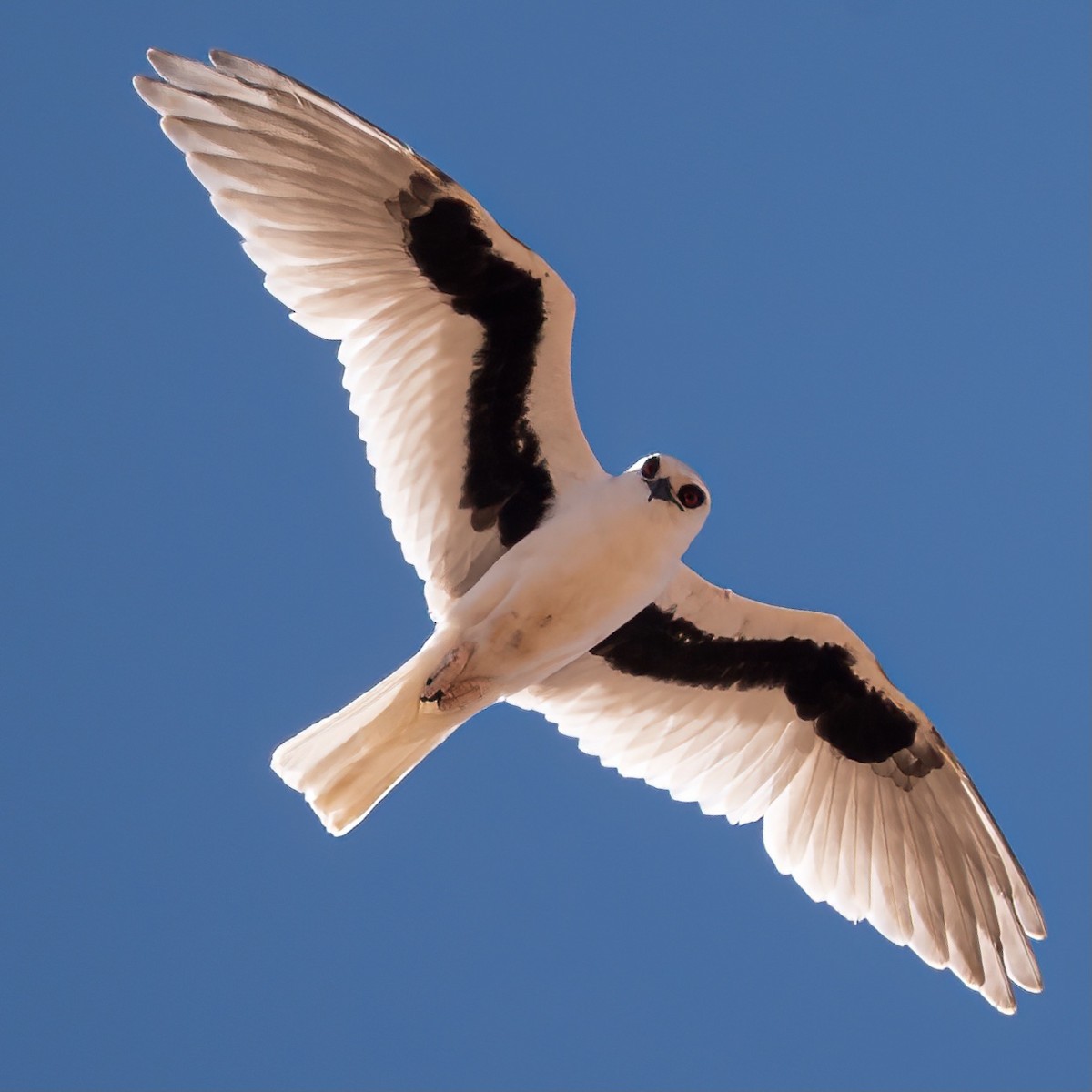 Letter-winged Kite - ML637387684