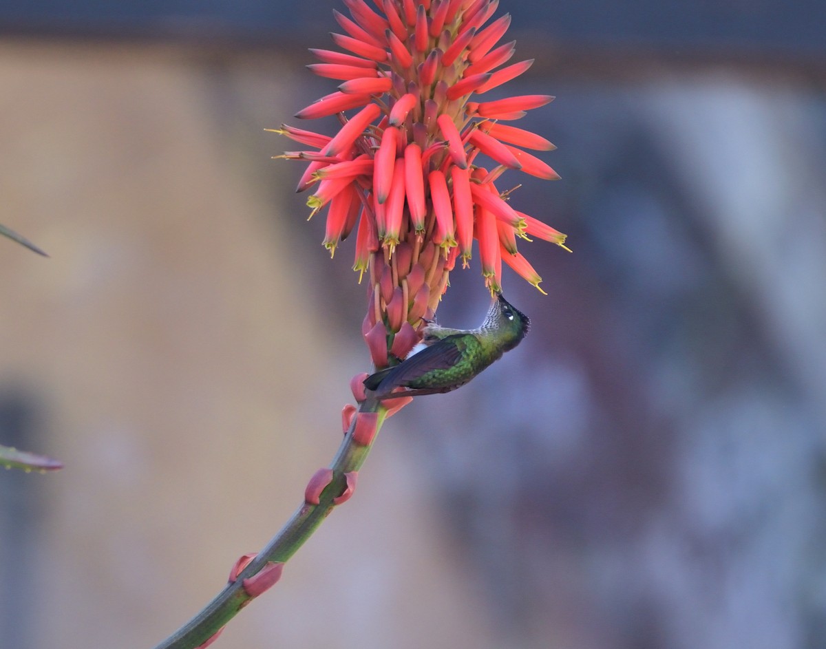 Green-backed Firecrown - ML637387706