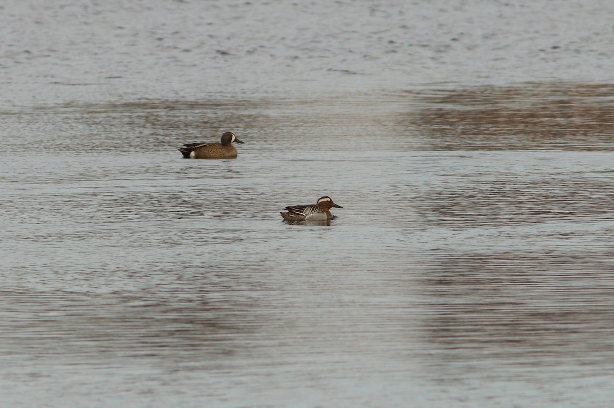 Garganey - ML637387739