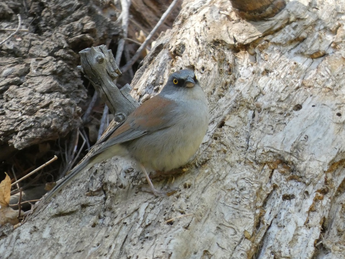 Yellow-eyed Junco - ML637387775