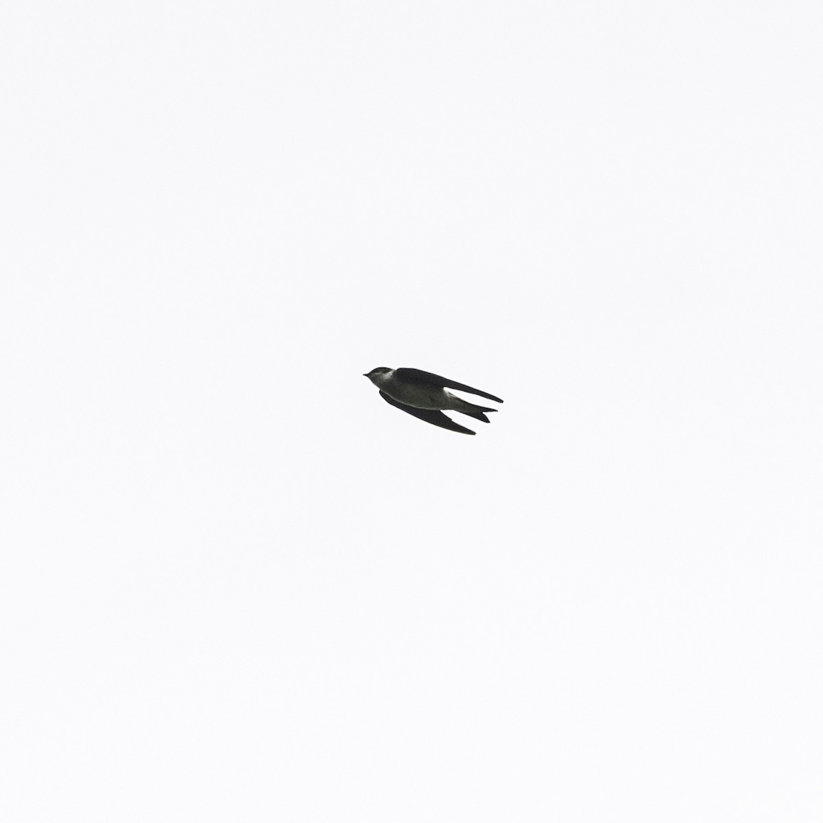 Tree Swallow - ML637387837