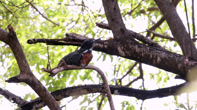 Giant Kingfisher - ML637387946