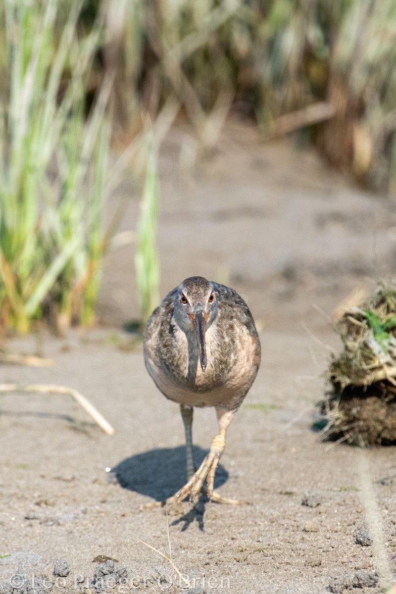 Clapper Rail - ML637387982