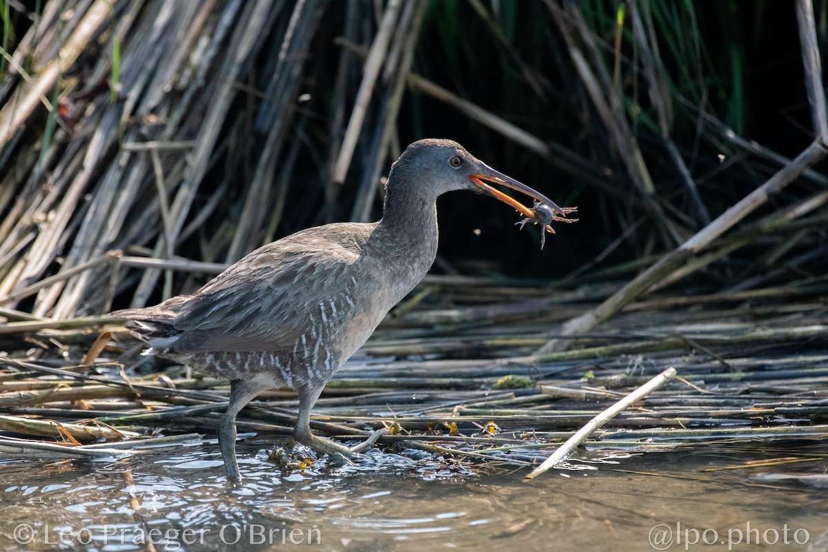 Clapper Rail - ML637387988