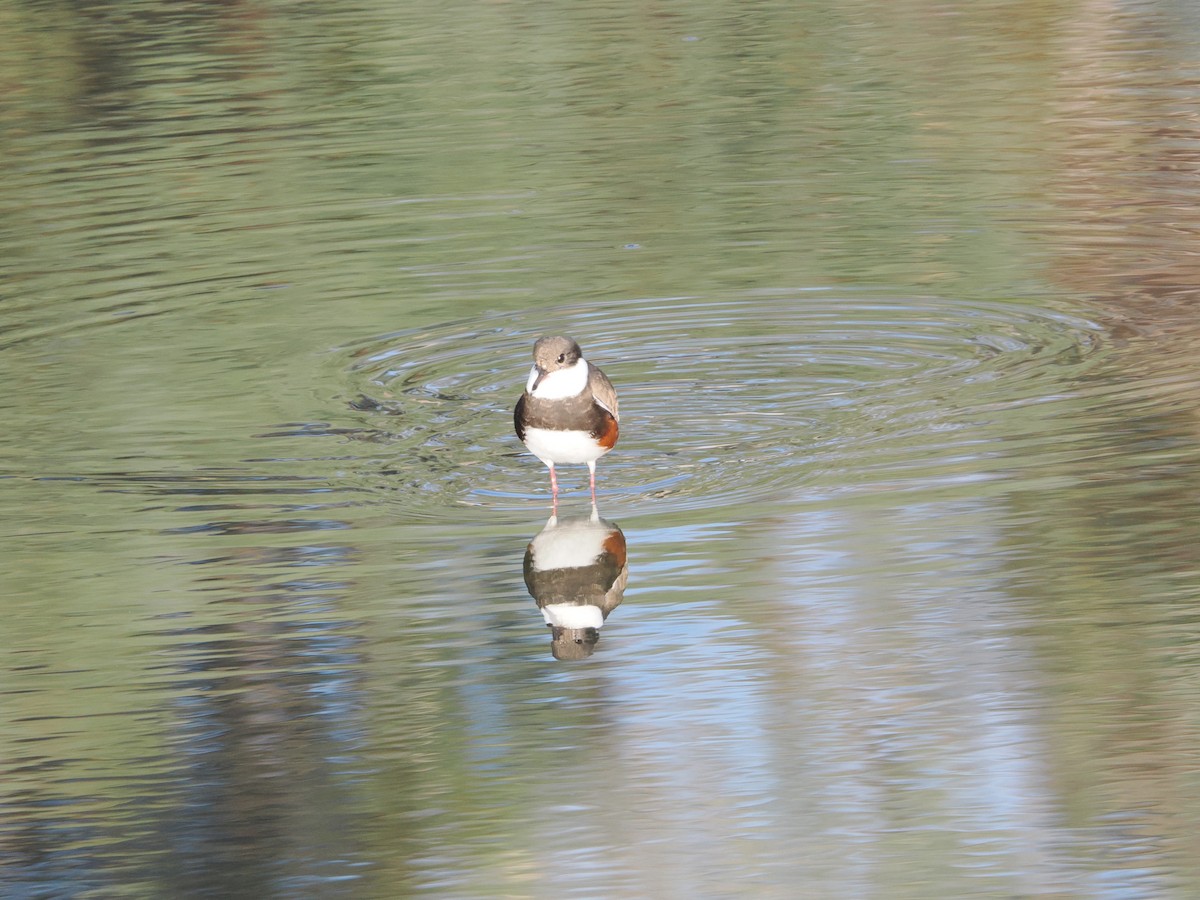 Red-kneed Dotterel - ML637387991