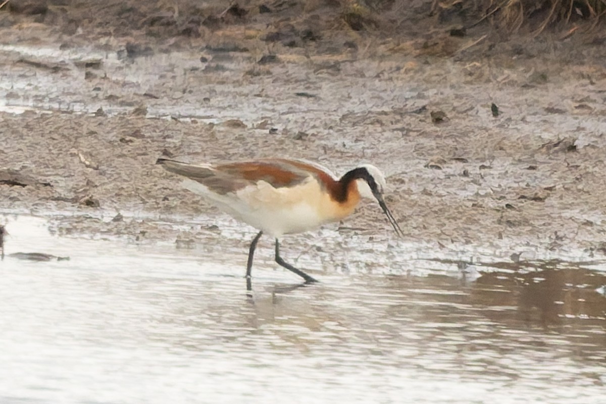 Wilson's Phalarope - ML637388036